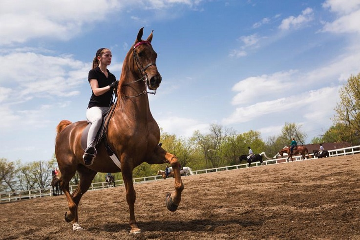 Bachelors in equestrian students prepare for saddle seat competition.