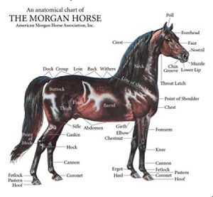 Anatomical chart of a Morgan horse.