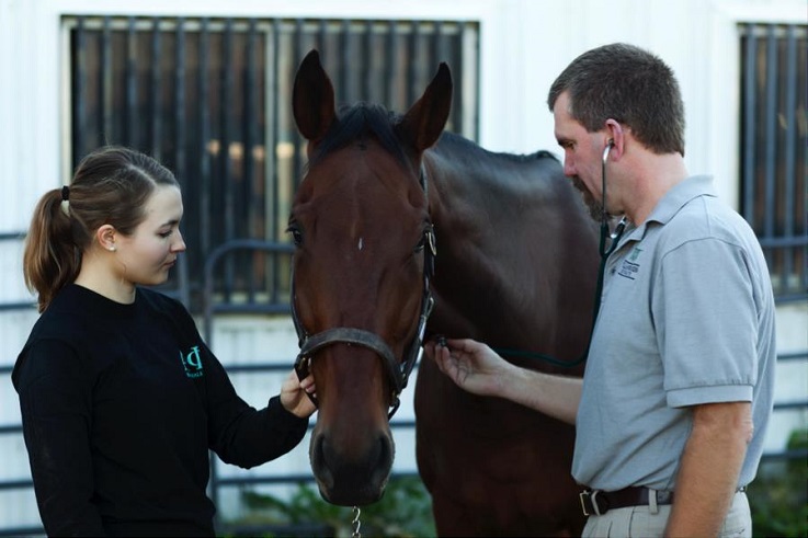 Genetic research leads to improved horse health understanding