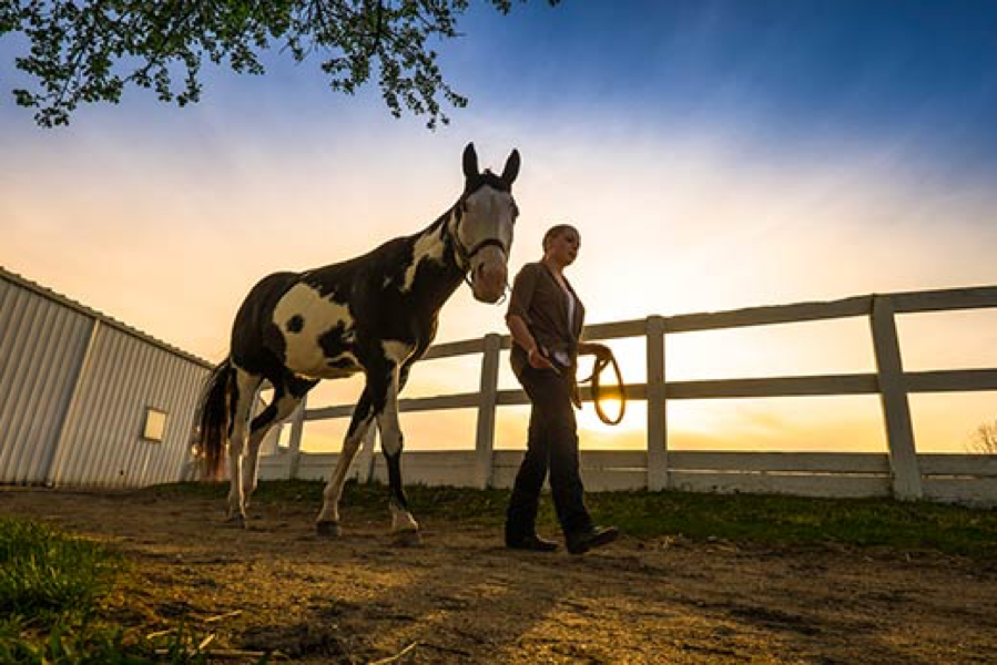 horse and trainer in the sunset