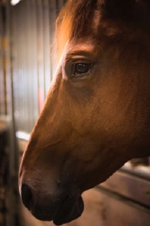 Equestrian Degree Horse Training