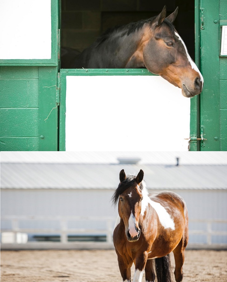  Equestrian students work with horses